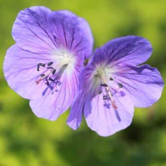 Geranium himalayense 'Gravetye'