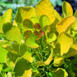 Cotinus coggygria 'Golden Spirit': Bild 1/7