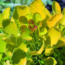 Gelbblättriger Perückenstrauch - Cotinus coggygria 'Golden Spirit'