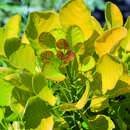 Cotinus coggygria 'Golden Spirit' - Gelber Perückenstrauch
