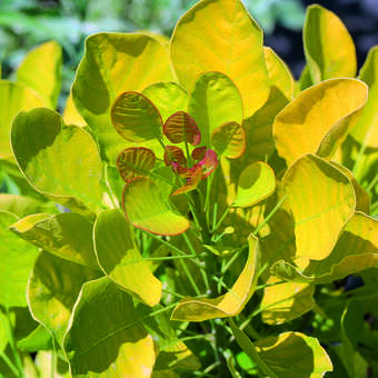 Cotinus coggygria 'Golden Spirit'