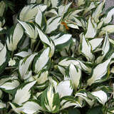 Hosta 'Fire and Ice' - Funkie, Herzlilie