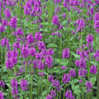 Stachys monieri 'Hummelo': Bild 4/6