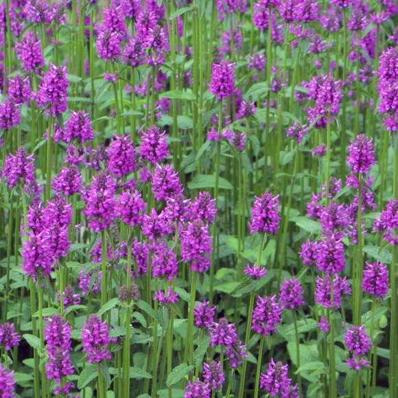 Stachys monieri 'Hummelo': Bild 4/6 Stachys monieri 'Hummelo': Bild 4/6