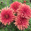Chrysanthemum koreanum 'Waldenburg': Bild 2/2