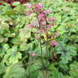 Heucherella 'Tapestry': Bild 2/6