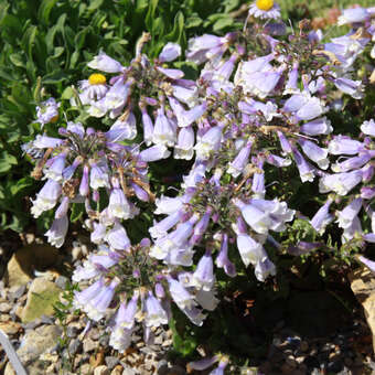 Penstemon hirsutus 'Pygmaeus'