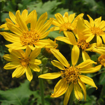 Ligularia palmatiloba