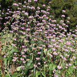 Phlomis tuberosa - Knollen-Brandkraut