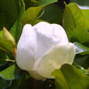 Magnolia grand. 'Francois Treyve' - Immergrüne Magnolie