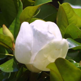 Magnolia grand. 'Francois Treyve'