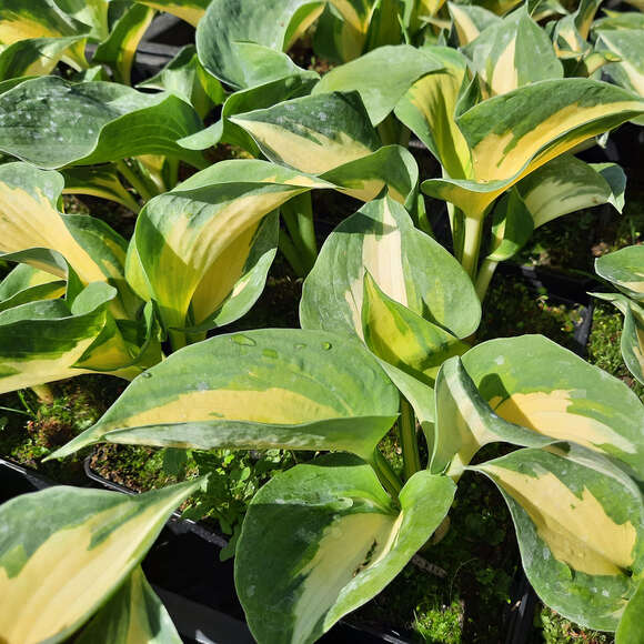 Hosta 'Beach Boy': Bild 1/2 Hosta 'Beach Boy': Bild 1/2