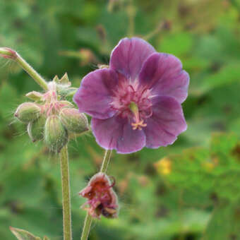 Geranium phaeum 'Samobor'