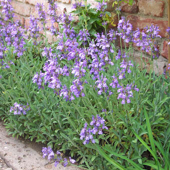 Salvia lavandulifolia