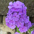 Phlox paniculata 'Blue Paradise': Bild 1/1