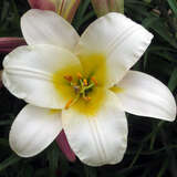 Lilium regale - Königslilie