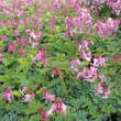 Dicentra formosa 'Adrian Bloom': Bild 3/3