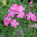 Dianthus collinus - Hügelnelke