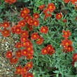 Helianthemum 'Henfield Brilliant': Bild 2/3