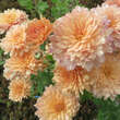Chrysanthemum koreanum 'Salmon': Bild 2/5