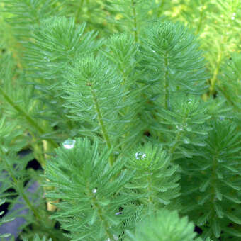 Myriophyllum aquaticum: Bild 5/5