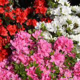 Azalea Japan Hybride - rosa - Kleinblumige Azalee