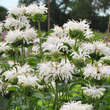 Monarda 'Bee Bright': Bild 2/3