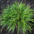 Luzula pilosa 'Igel': Bild 1/3