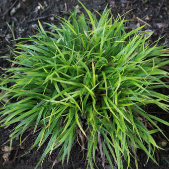 Luzula pilosa 'Igel'