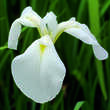 Iris ensata 'Mont Blanc': Bild 1/3