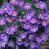 Aster dumosus 'Island Samoa' - Kissenaster