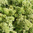 Sedum spectabile 'Elsie's Gold': Bild 2/8