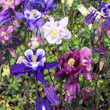 Aquilegia caer. 'Riesenmischung' - Akelei