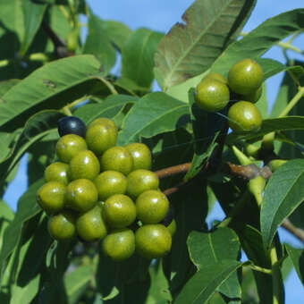 Phellodendron amurense