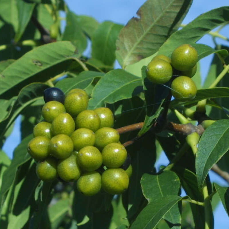 Korkbaum Phellodendron amurense gelb