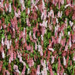 Persicaria affinis 'Donald Lowndes': Bild 4/5