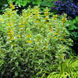 Lysimachia punctata 'Alexander': Bild 7/7