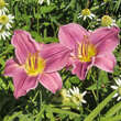 Hemerocallis 'Blue Sheen': Bild 3/5