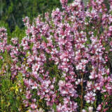 Prunus tenella 'Kati' - Rosa Zwergmandel