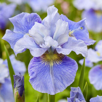 Iris sibirica 'Mission Bay'