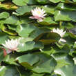 Nymphaea 'Pöstlingberg': Bild 2/3