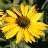 Echinacea purpurea 'Leilani' - Sonnenhut