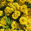 Helenium 'Double Trubble': Bild 1/1