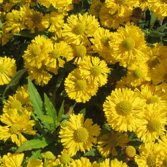 Helenium 'Double Trubble'