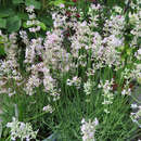 Lavandula angustifolia 'Rosea' - Lavendel