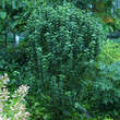 Cornus sanguinea 'Compressa': Bild 1/2