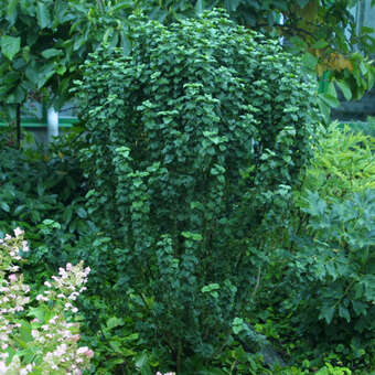 Cornus sanguinea 'Compressa'