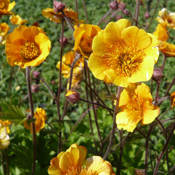 Geum 'Carlskaer': Bild 3/4 Geum 'Carlskaer': Bild 3/4