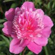 Paeonia lactifl. 'Edulis Superba': Bild 1/3