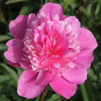 Paeonia lactifl. 'Edulis Superba'